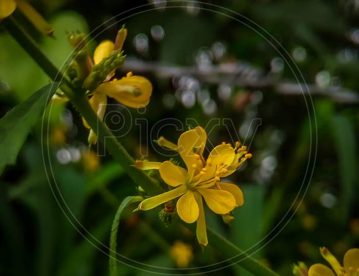 Yellow flowers,Agrimonia pilosa