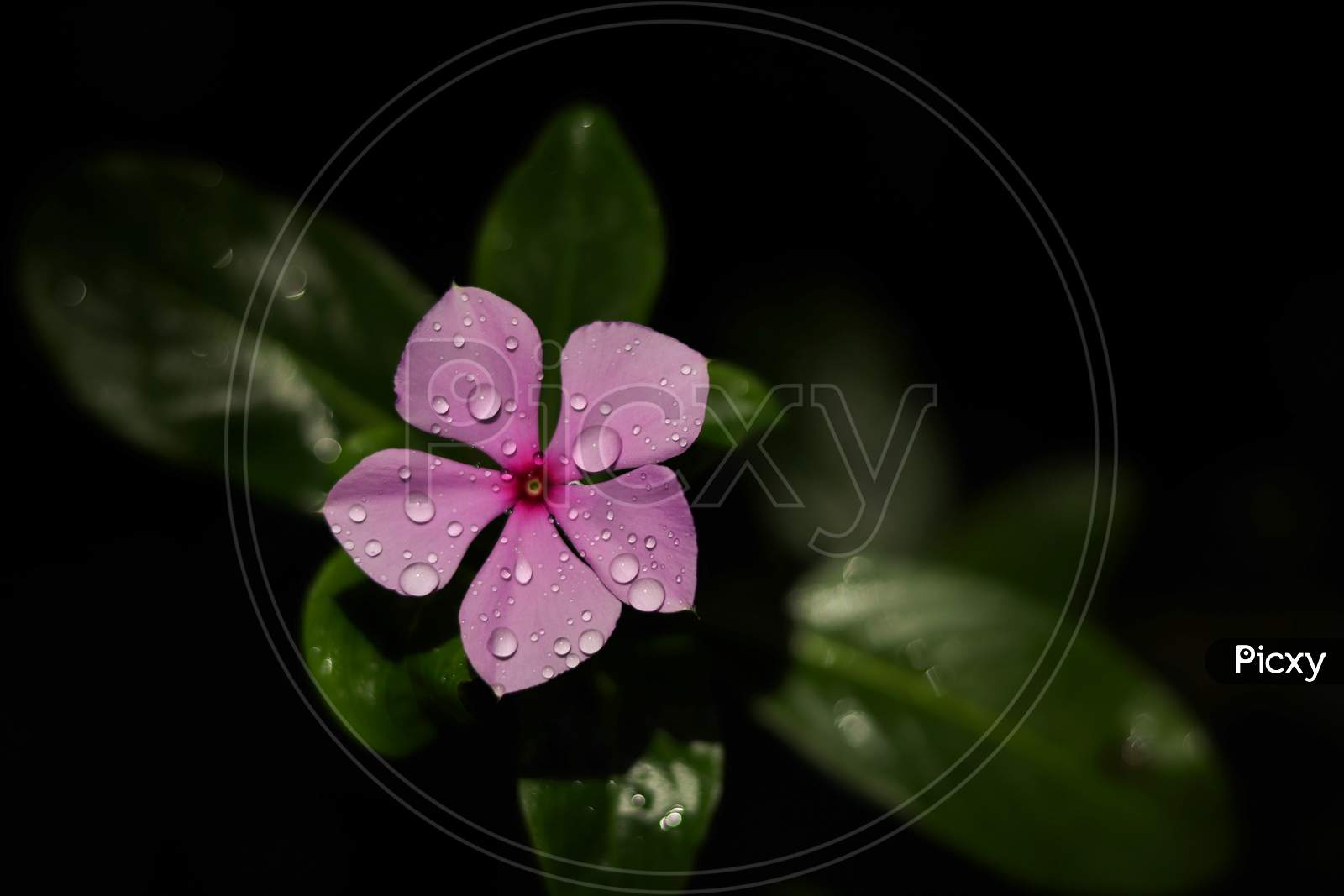 Beautiful Flower with drops of rain water