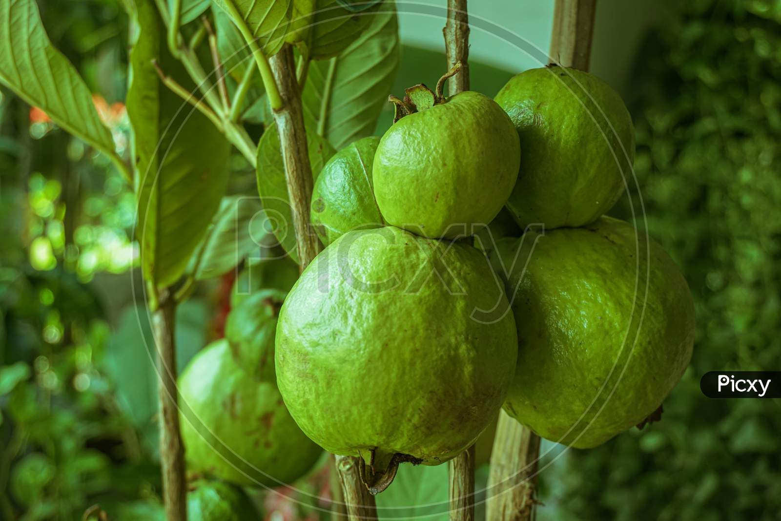 Ripe Tropical Fruit Guava On Guava Tree. Psidium Guajava