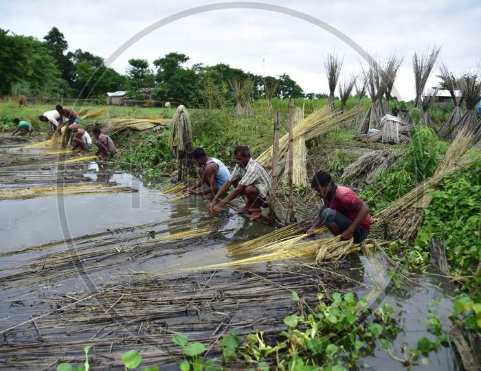 Farmers Extract Jute Fibers Near A Water Body In A Village In Nagaon District Of Assam On Sept 26,2020.