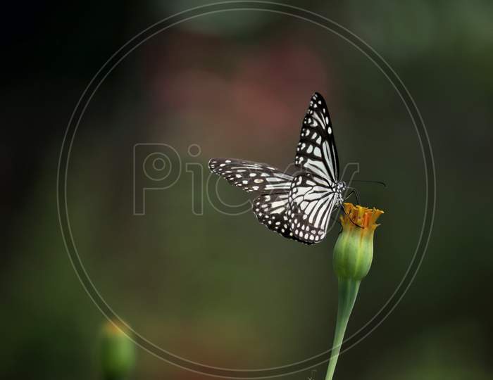 Beautiful butterfly sitting on yellow flower