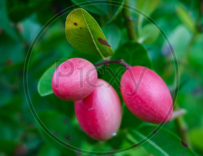 Carissa Carandas Or Karonda Are White And Red With Green Leaves. A Small Fruit In The Summer Of Bangladesh. And Have Medicinal Properties. High Vitamin C When Swine.