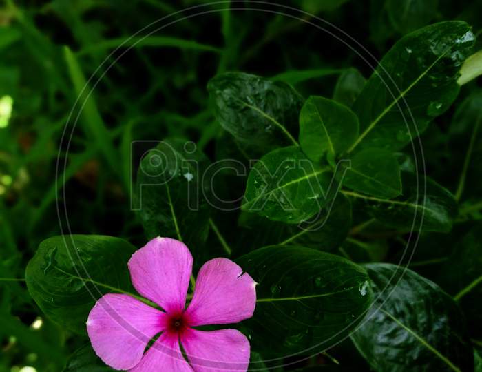 Portrait Periwinkle Pink Flower Background With Green For Social Media Posts, Ads And Many More For Digital Work Purposes