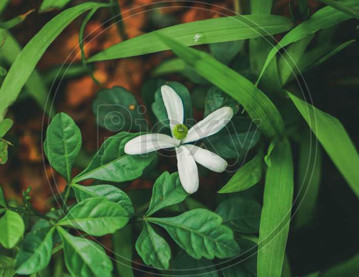 green leaves background and white flower