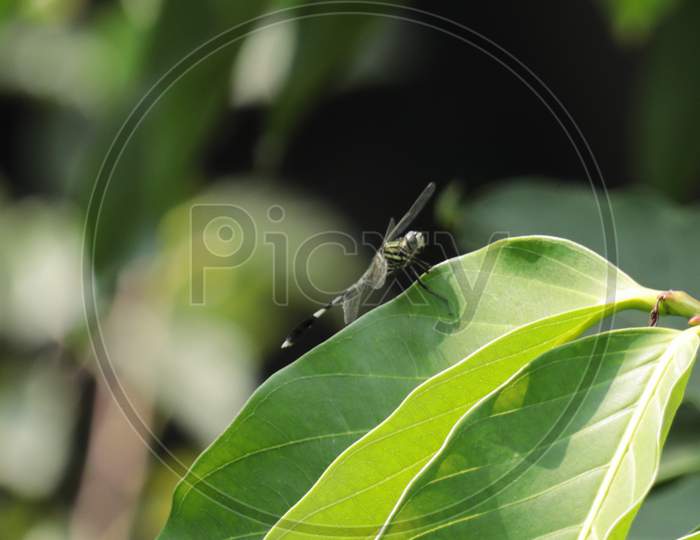 Winged fly on the plant