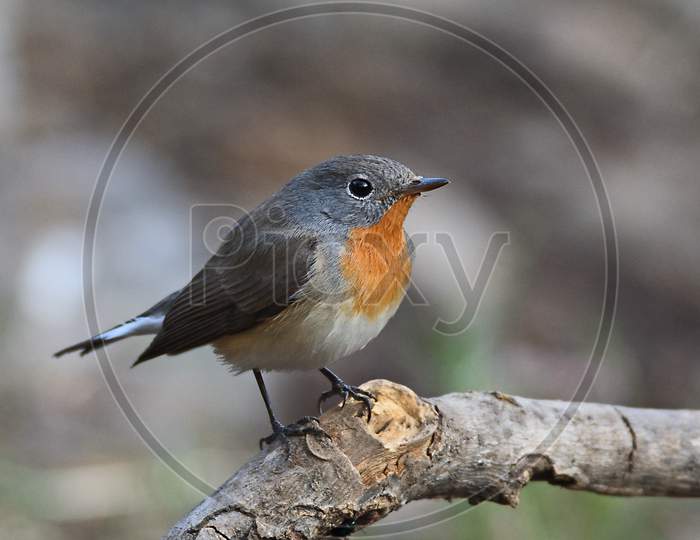 Red-throated Flycatcher Male
