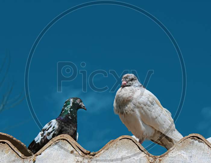 two pigeons on the roof