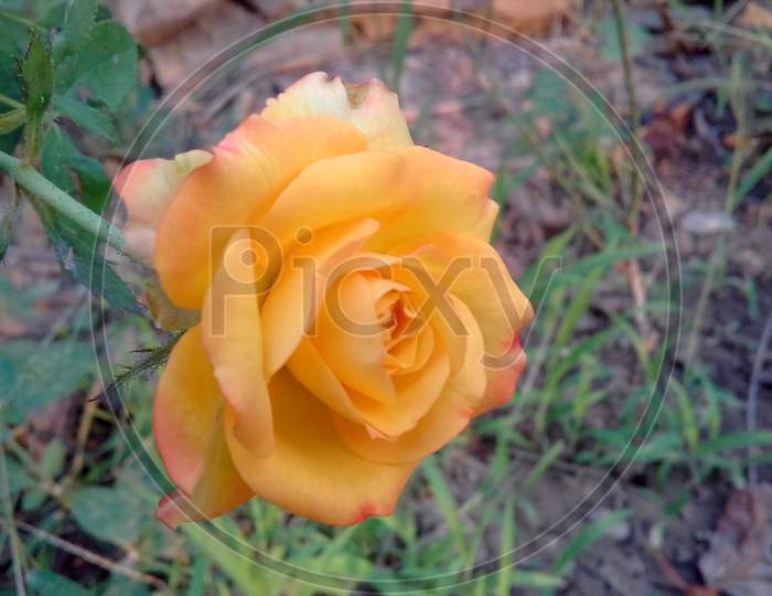 yellow rose awesome HD wallpapers