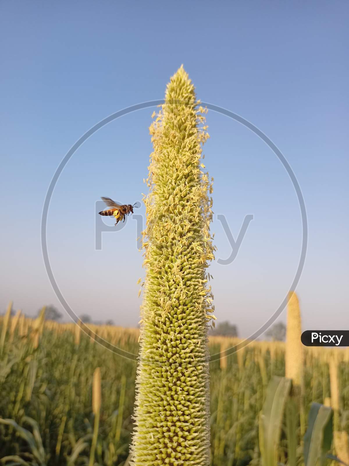 Bee with millet