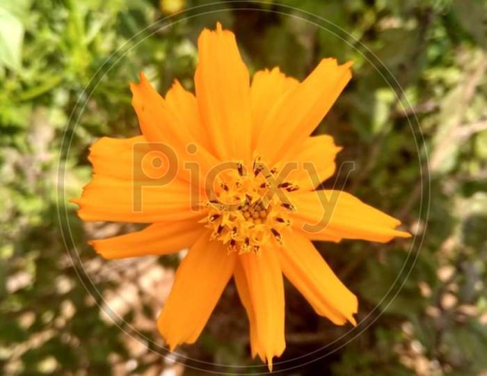 Euryops pectinatus/Yellow Flower