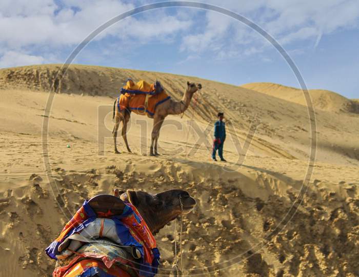 Camel photography in Desert