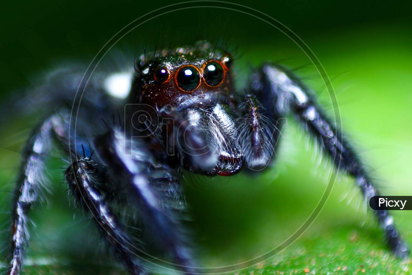 Jumping spider, Macro Photography
