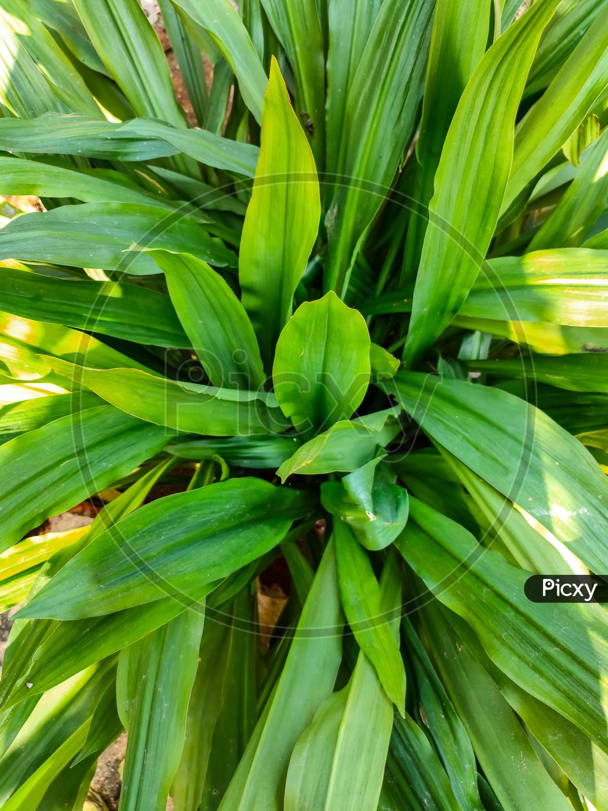 Greeny Leaf Image