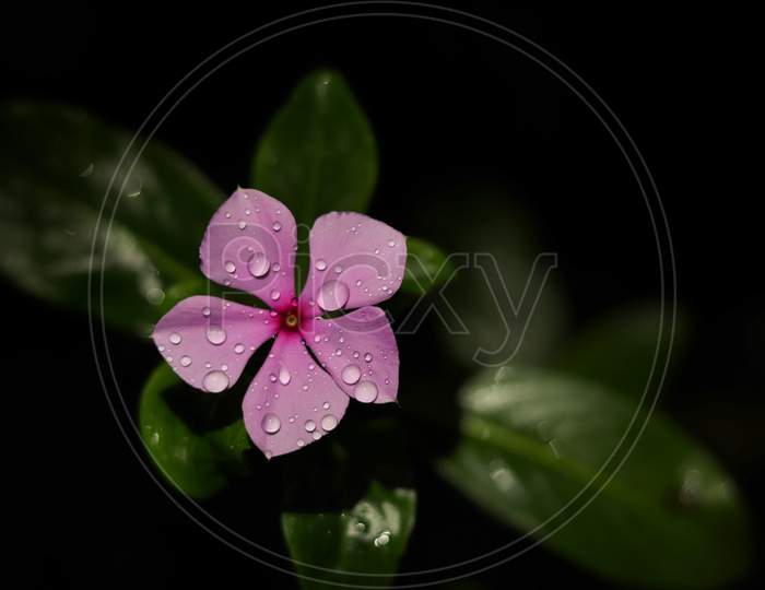 Beautiful Flower with drops of rain water