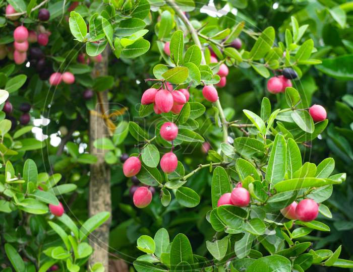 Carissa Carandas, Carunda, Karonda Seeds Ripe Pink Or Red Colorful, Tropical Citrus Karanda Or Koromcha Fruit