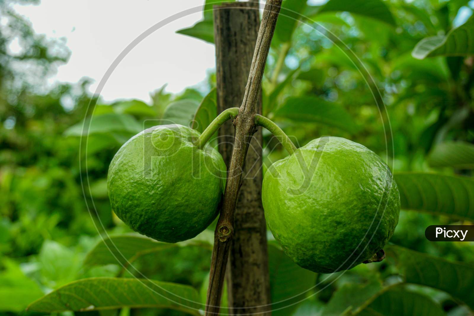 Young Green Guava Fruit Hang On The Guava Tree. Psidium Guajava