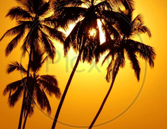 Palm Trees On Golden Background