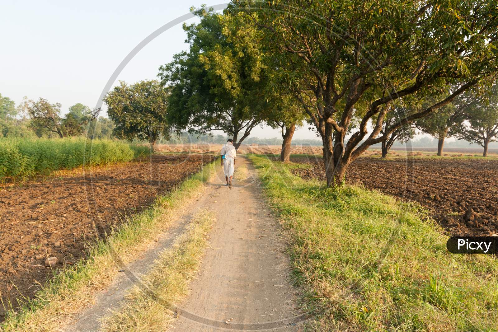 Indian Farmer Having Walk In The Field.