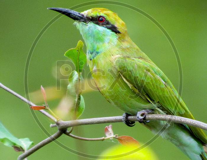 Indian Bee eater