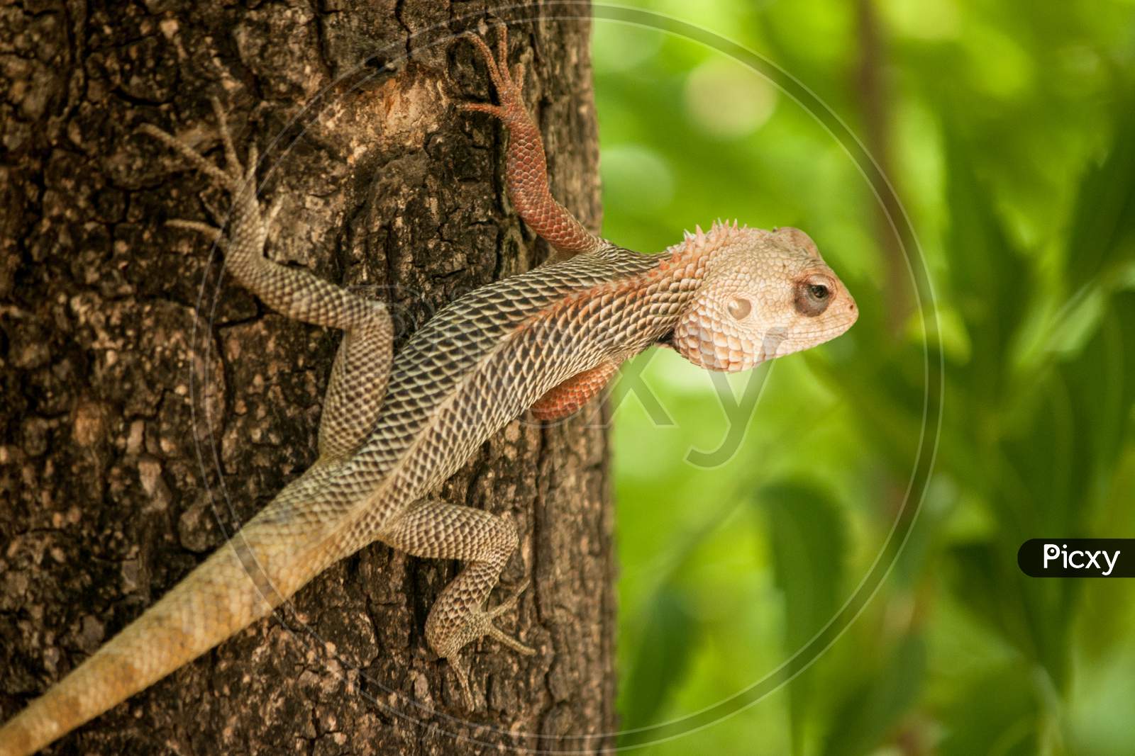 Chameleon On Tree On Isolated Background