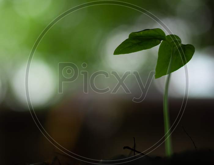 Little plant