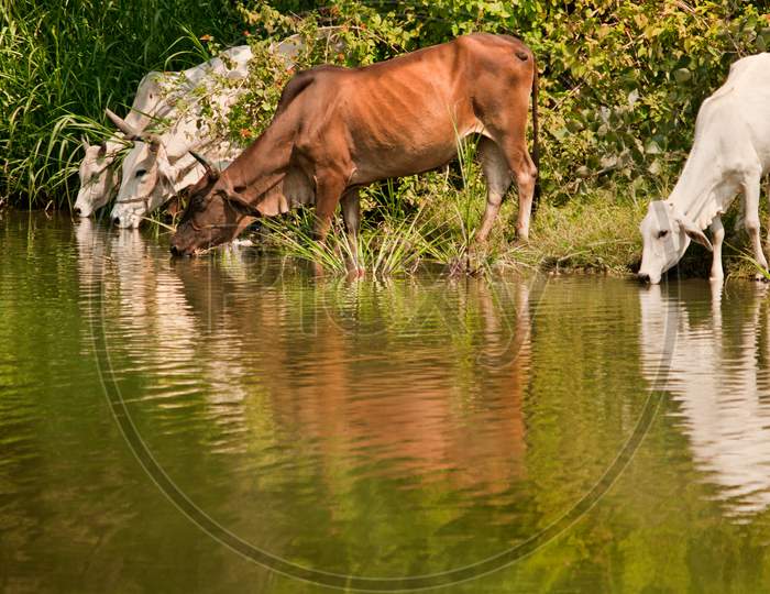 Rural Scene Showing Cattle Drinking Water From A Lake.