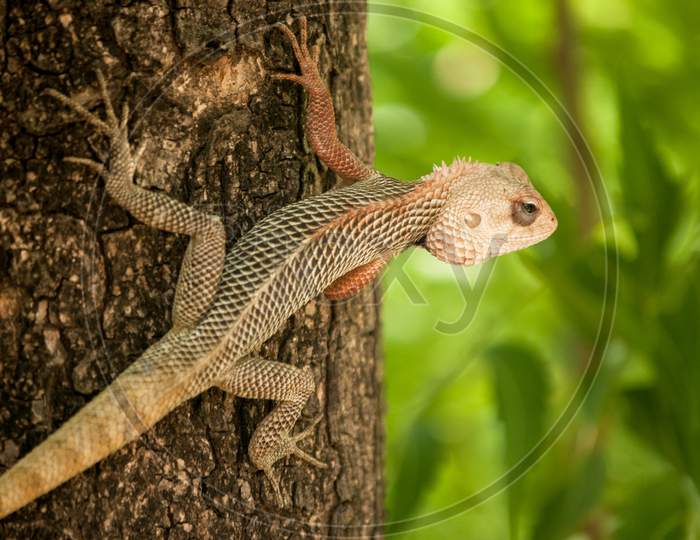 Chameleon On Tree On Isolated Background