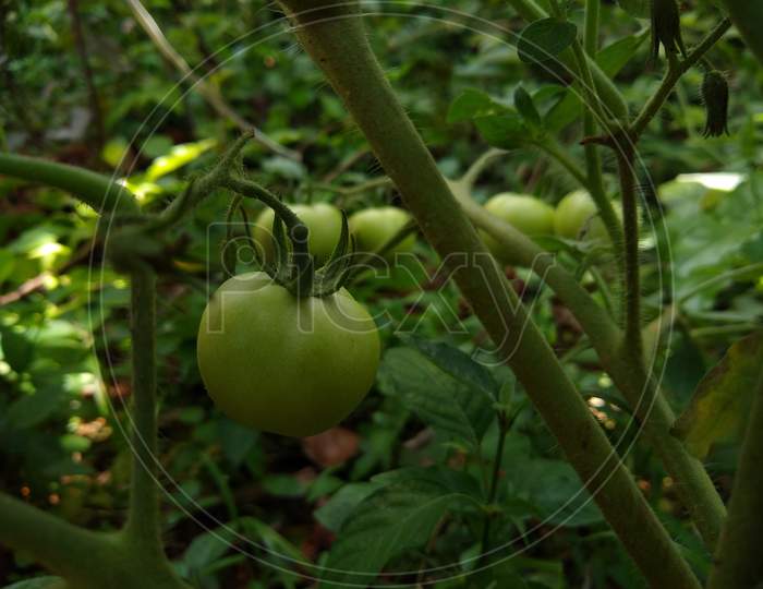 Green tomatoes in the garden