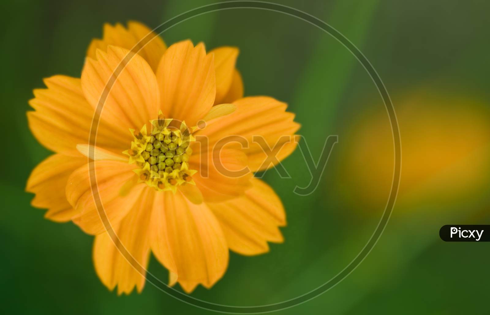 Closeup Of Fresh Bright Yellow Flower