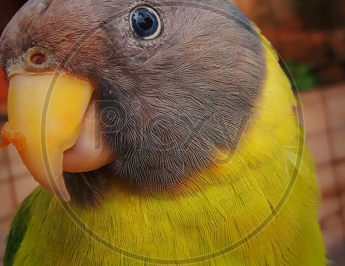 Bird close-up pic