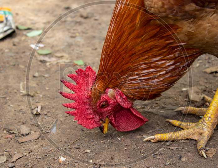 Rooster Feeding On Grains From The Ground