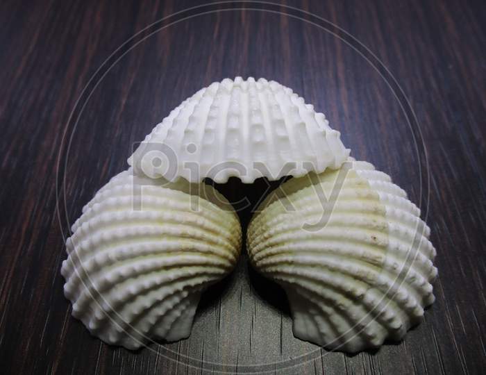 Close-up picture of White snail shell on wooden table