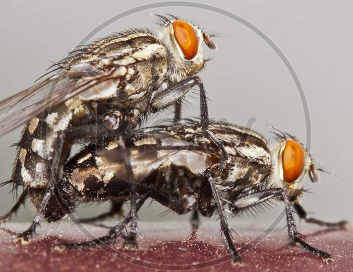 The Common House Fly Mating Shot.