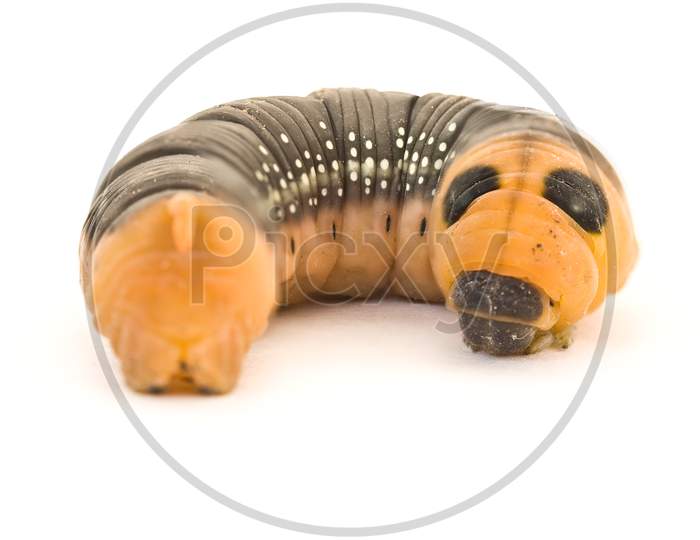 Closeup Shot Of An Caterpillar Showing Details.