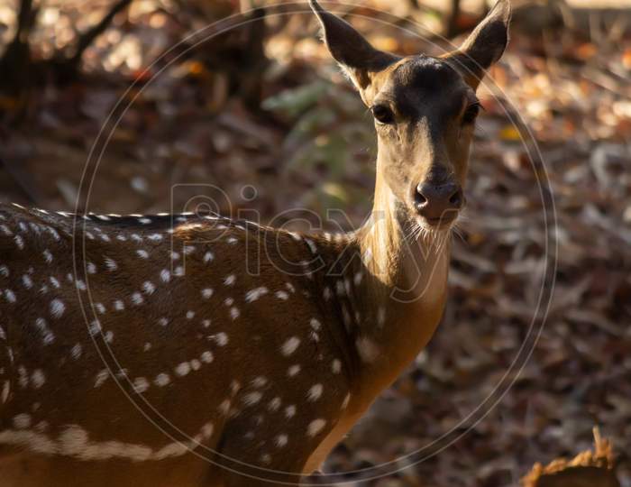 Portrait Of A Spotted Deer Looking At The Camera