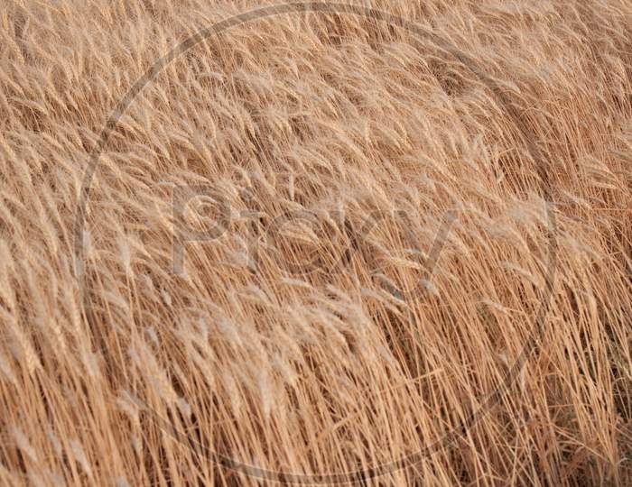Wheat Field Closeup