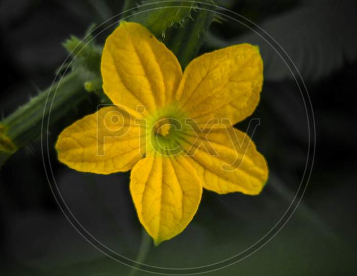 Yellow flowering plant ,cucumis anguria ,mobile photo