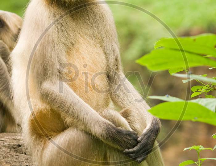 Monkey Posing For Photograph