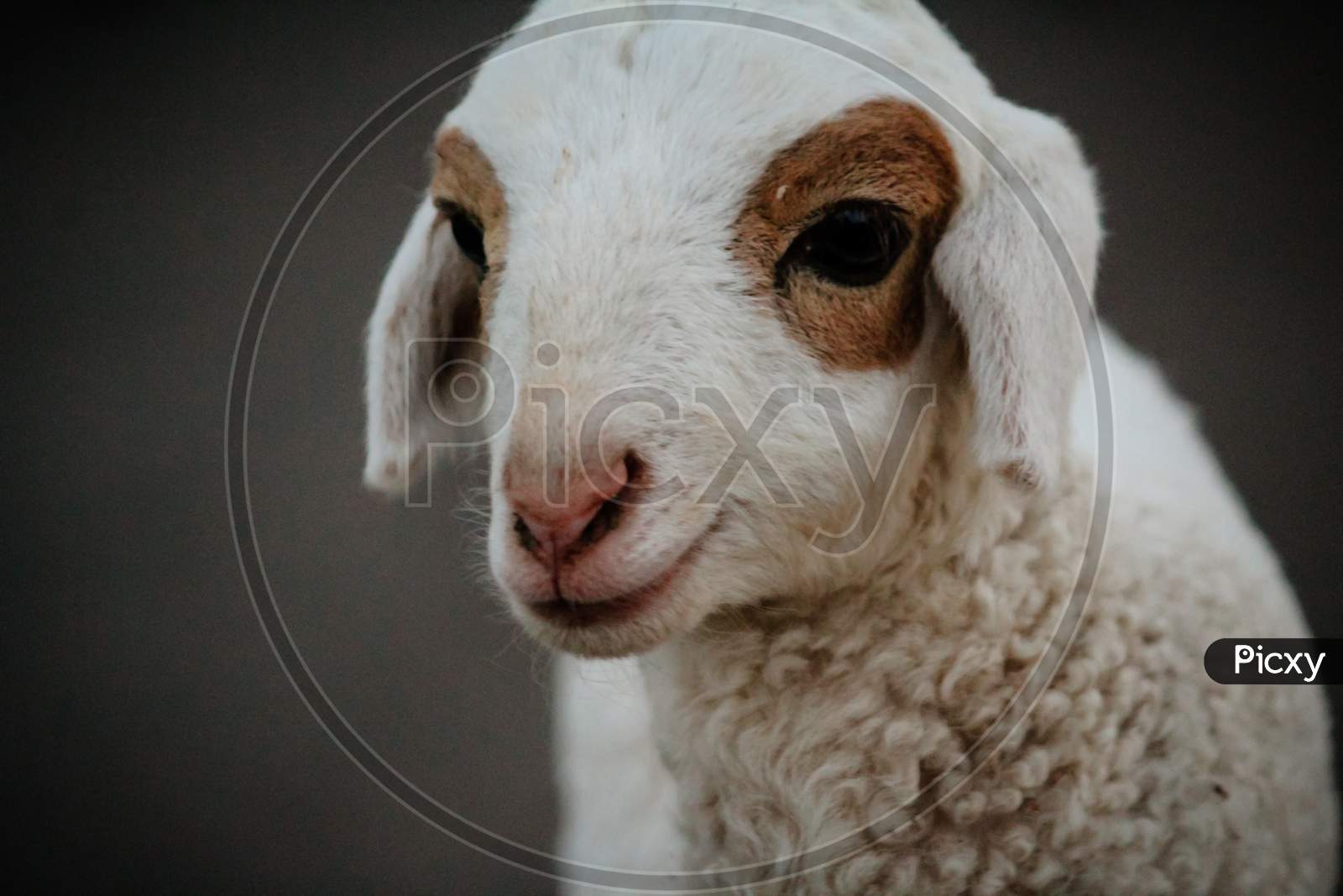 Close Up Of Cute White Indian Sheep