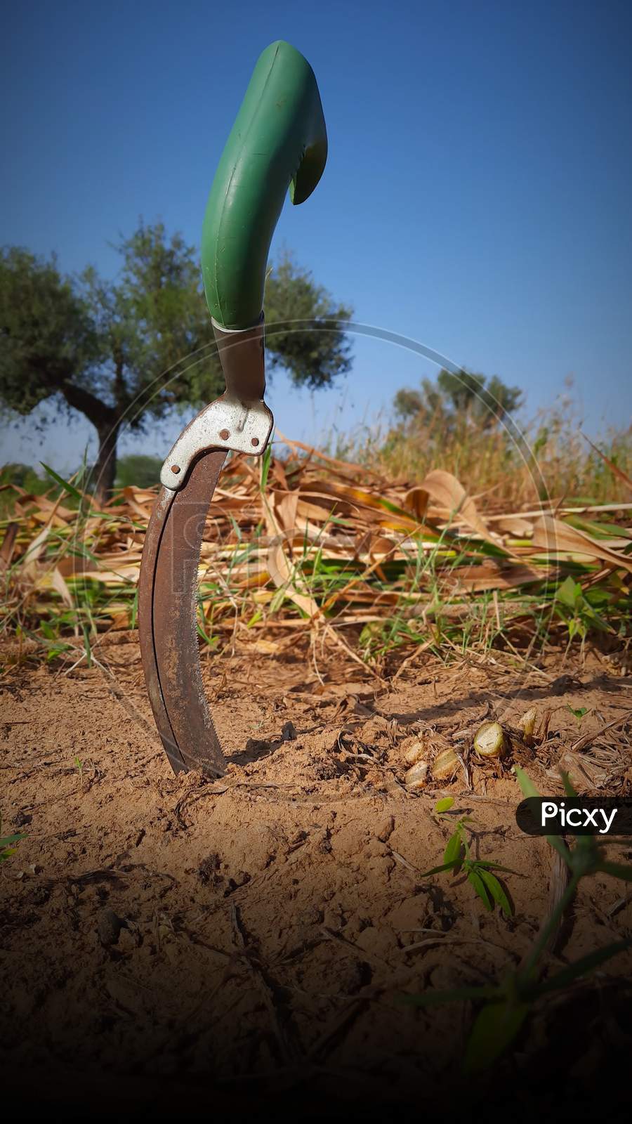 Hand Tool Of Crop Harvesting In Agriculture Land
