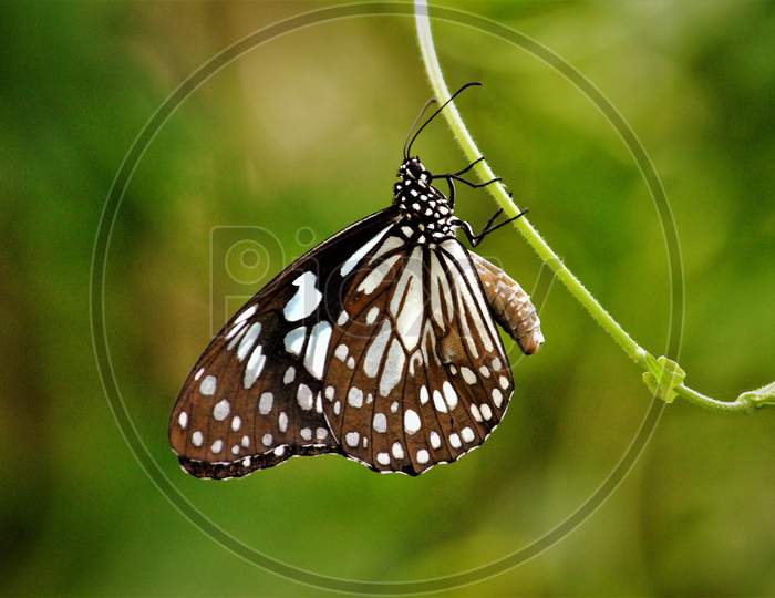 butterfly on tree,