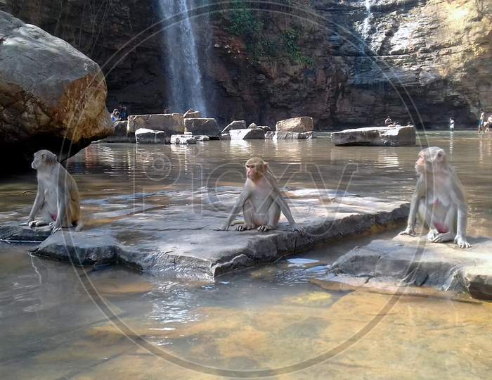 the monkeys sitting on the rocks near beautiful and awesome waterfall