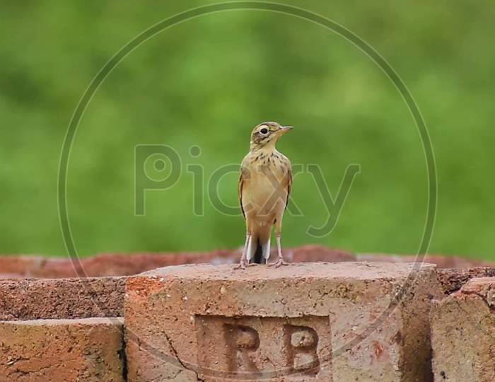 indian beautiful small bird is resting on the bricks