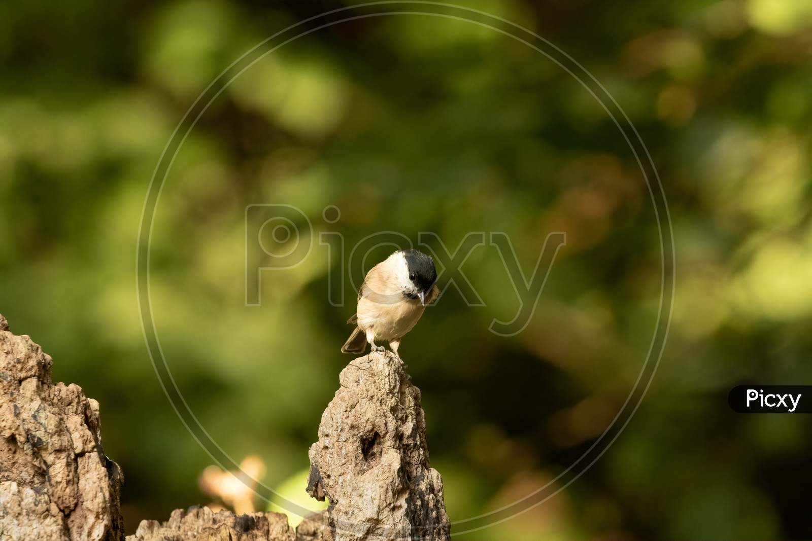 Marsh Tit, Poecile Palustris, Perched On Tree Stump In Front Of Green Bokeh Background