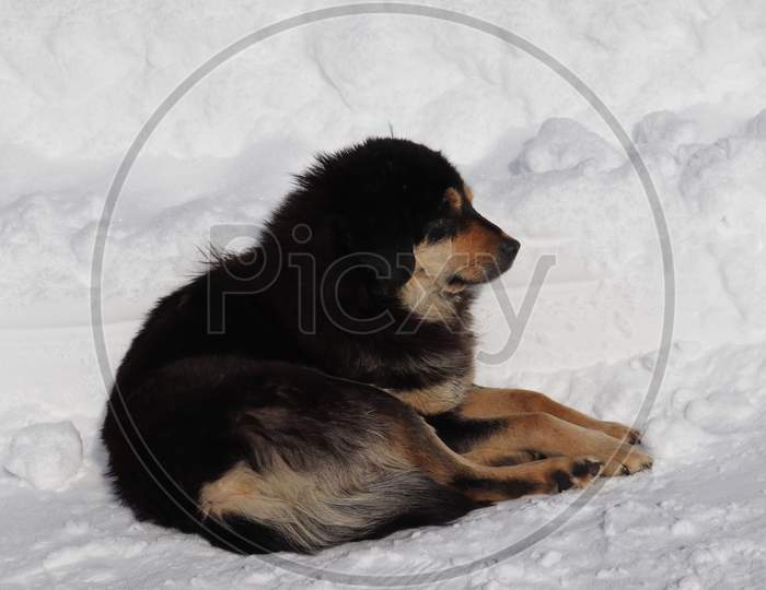 Dogs, Kashmir, Snow, Tibetan Mastiff