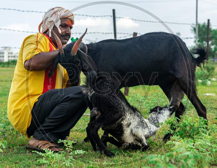Farmer with his Goats