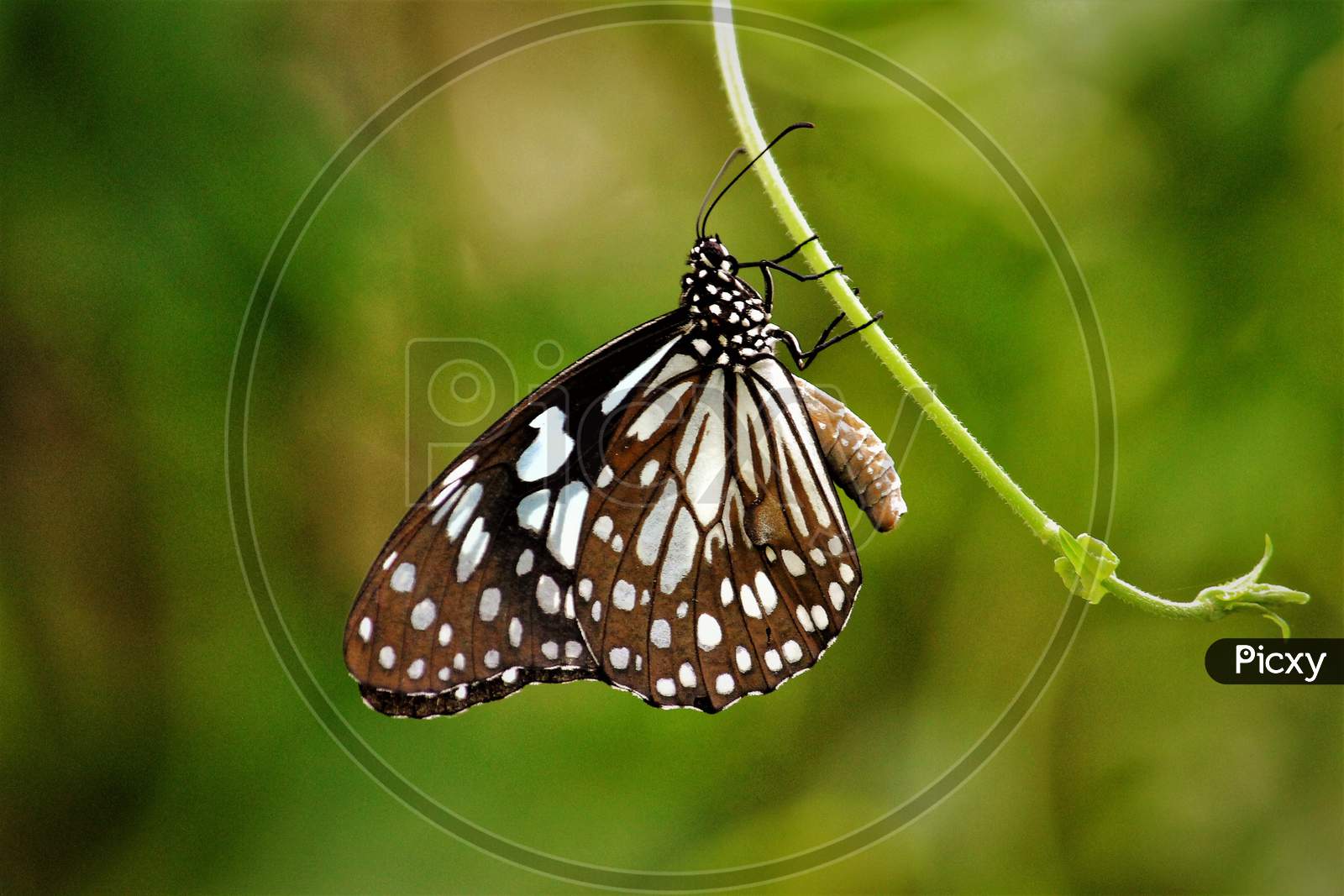 butterfly on tree,