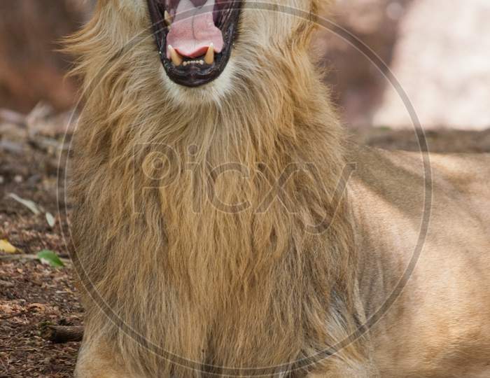 Roaring Lion Closeup