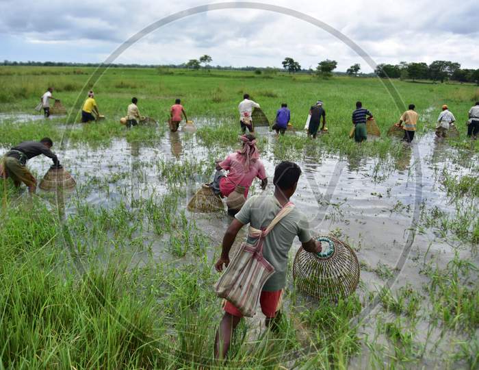 Villagers catch fish as they take part in a community fishing at a paddy field at Kampur in Nagaon District of Assam , india on September 27,2020