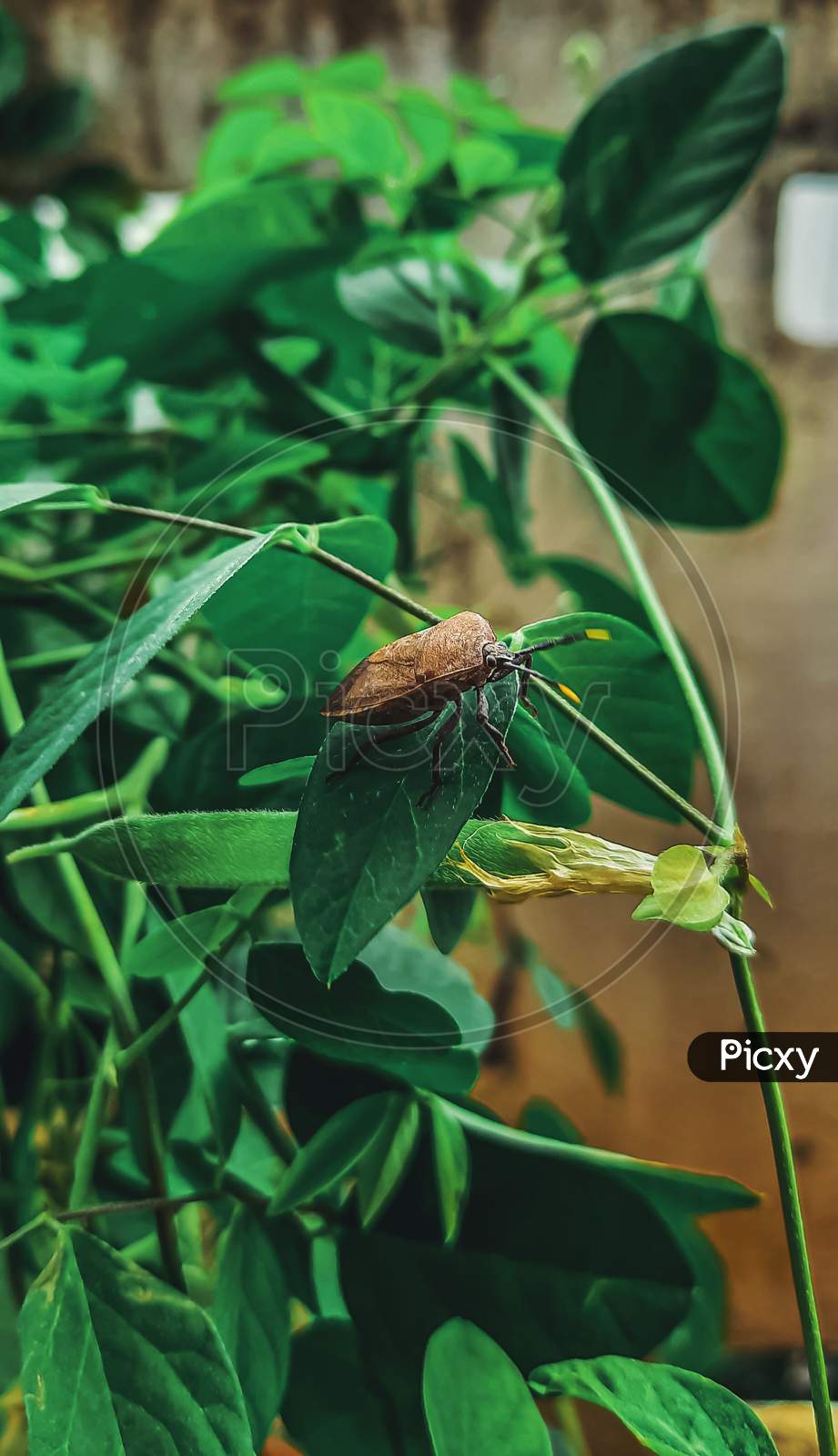 Bug on a leaf, macro photography